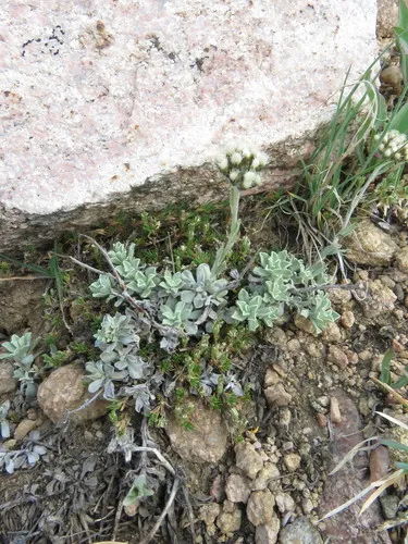 Rocky Mountain pussytoes