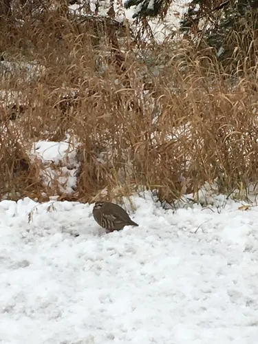 Red-legged Partridge