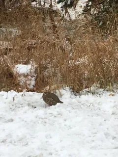 Red-legged partridge