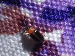 Charming Red-and-Black Teneb thumbnail 3