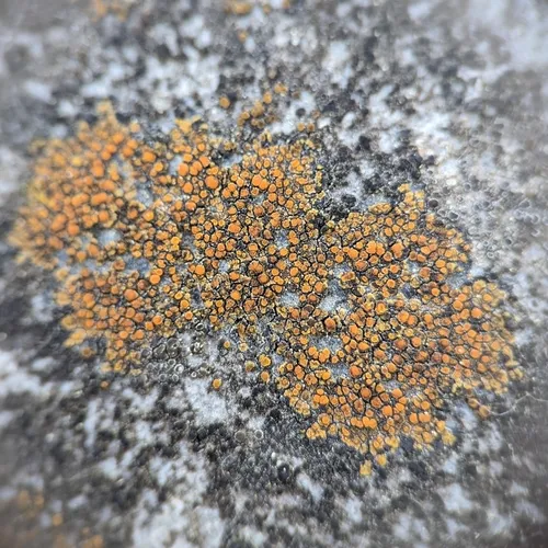 sidewalk firedot