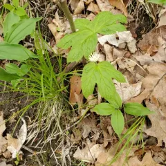 Goldenseal thumbnail 3