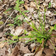 eastern woodland sedge thumbnail 4