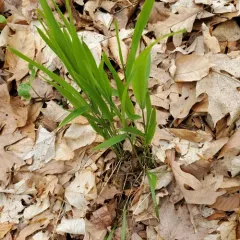 Long-awned Wood Grass thumbnail 3