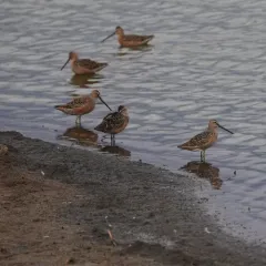 Long-billed Dowitcher thumbnail 4