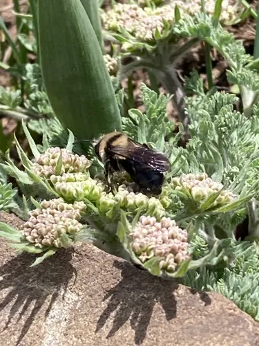 Andrena cyanura