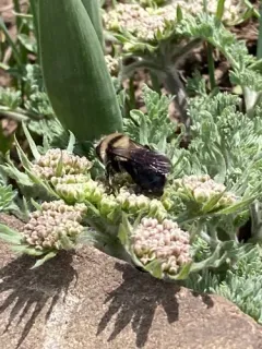 Andrena cyanura thumbnail 1