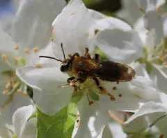 Cherry Mining Bee thumbnail 3