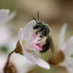 Spring Beauty Miner thumbnail 4