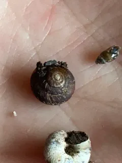 Wrinkled Snail thumbnail 3