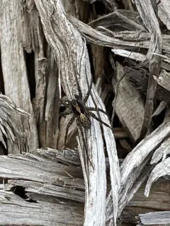 Pardosa dorsuncata thumbnail 3