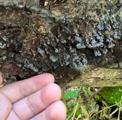 Badhamia utricularis thumbnail 4