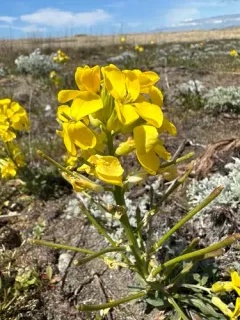 headland wallflower thumbnail 2