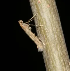Alder Leafminer thumbnail 4