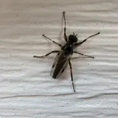 Bibio articulatus thumbnail 2