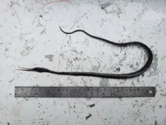 Polygon-spotted snipe eel thumbnail 3