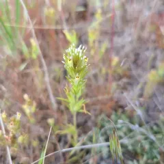 valley tassels thumbnail 3