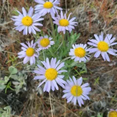 Hairy-seed Fleabane thumbnail 3