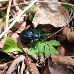 Short-winged Blister Beetle thumbnail 2