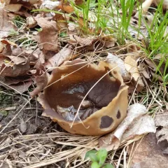 Common Brown Cup thumbnail 4