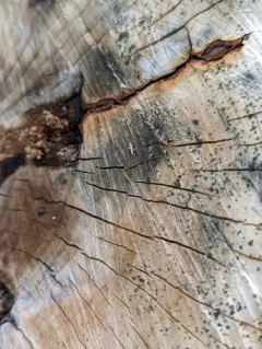 Bactridium striolatum thumbnail 4