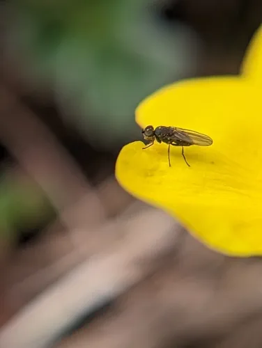 Neopelomyia rostrata