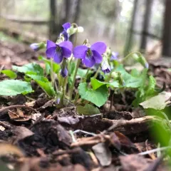 Great-spurred Violet thumbnail 3