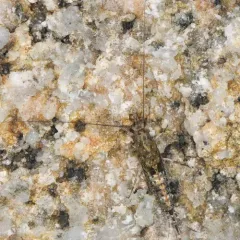 western sea bristletail thumbnail 4