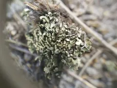 Robbins' Cup Lichen thumbnail 2