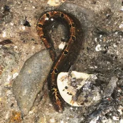 Rock Gunnel thumbnail 3