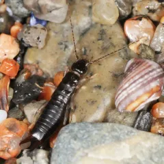 Maritime Earwig thumbnail 1