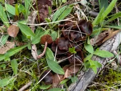 Cortinarius suberythrinus thumbnail 4