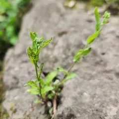 Short's Rockcress thumbnail 3