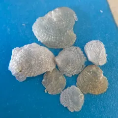 Prickly Jingle thumbnail 2