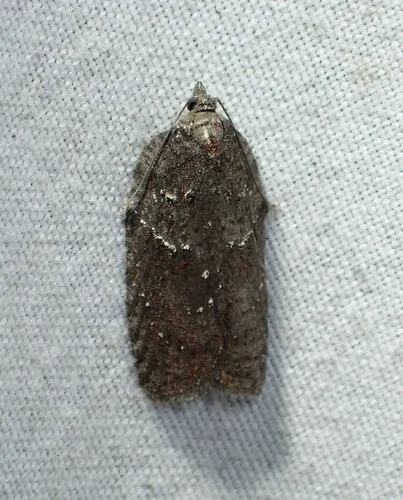 Acleris caliginosana