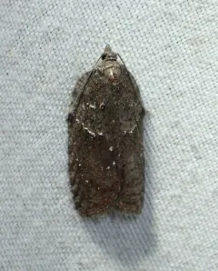 Acleris caliginosana thumbnail 1