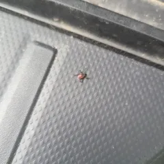 Western Black-legged Tick thumbnail 2
