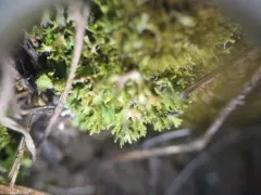 Pincushion Shadow Lichen thumbnail 1