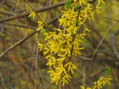 Greenstem Forsythia thumbnail 2