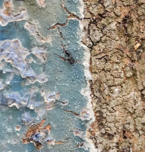 Periwinkle Tooth Crust