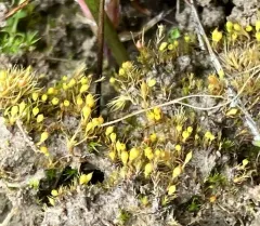 bruchia moss thumbnail 2
