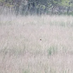 Yellow-headed Blackbird thumbnail 2