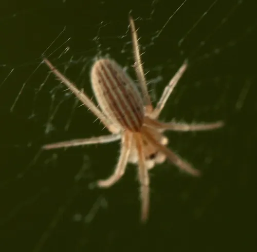 Larinia borealis