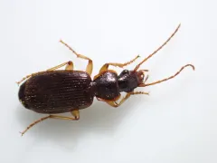 Cymindis cribricollis thumbnail 4