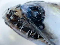 Antarctic Snaggletooth thumbnail 3