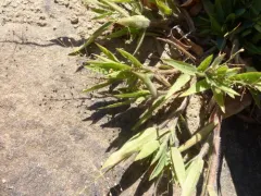 peat grass thumbnail 2