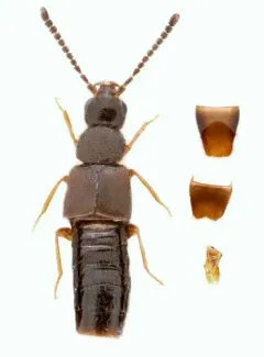 Philhygra palustris thumbnail 3