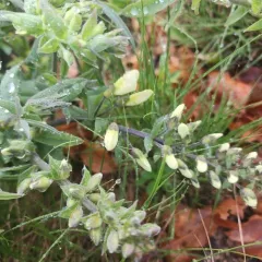 cream wild-indigo thumbnail 2