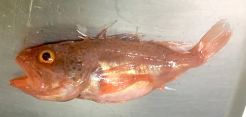 Deepwater Scorpionfish