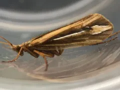 Silver-striped Northern Caddisfly thumbnail 4
